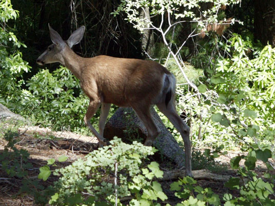 Deer in General Grant Grove