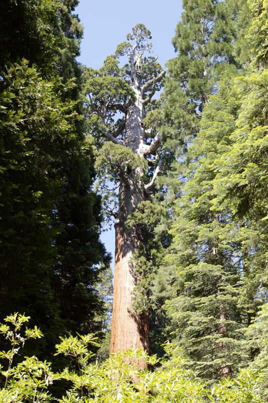 General Grant Tree