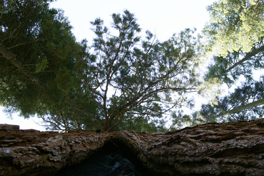 Looking up at tree