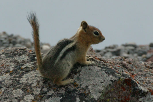 Chipmunk