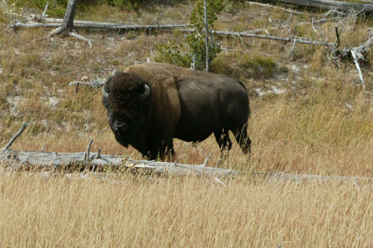 Bison